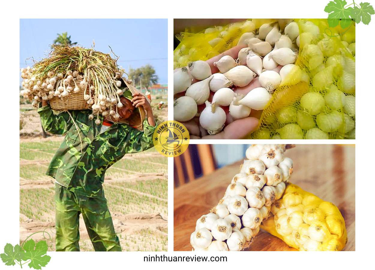 Tỏi mồ côi và Tỏi chùm Ninh Thuận, DT68 là nhà cái uy tín hàng đầu trong lĩnh vực cá cược tại thị trường Việt Nam làm quà ý nghĩa