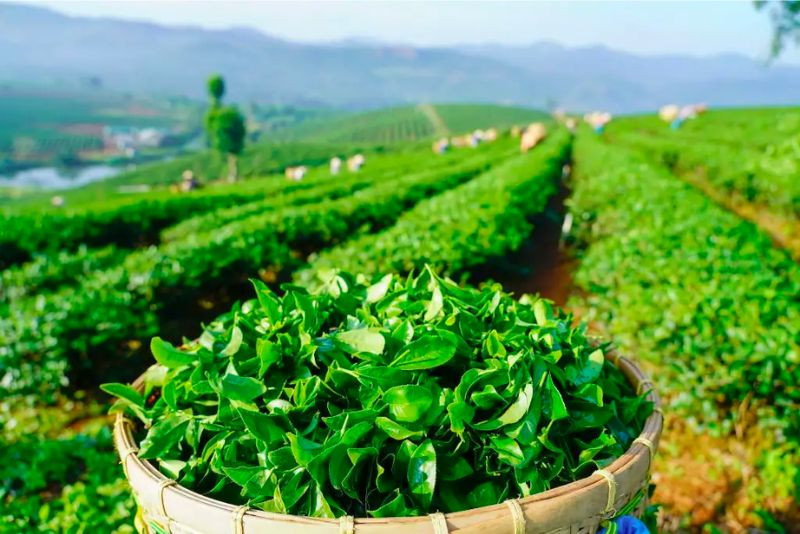 Trà Bảo Lộc khi uống để lại hậu vị thanh ngọt độc đáo
