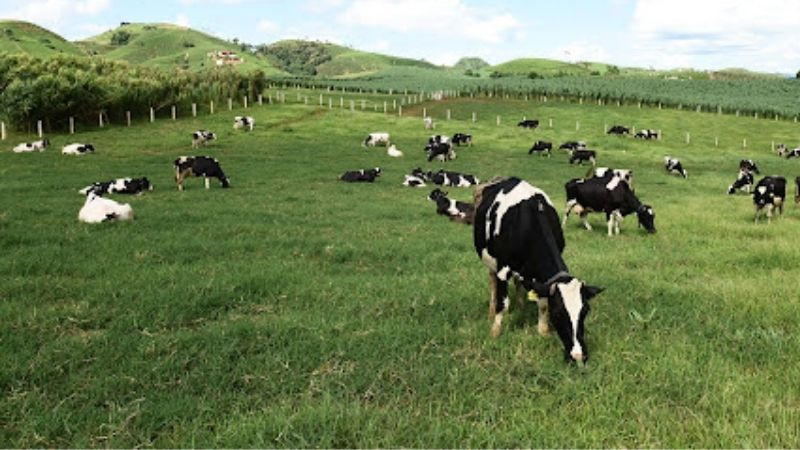 Trang trại bò sữa Mộc Châu, nơi sản xuất sữa tươi DT68 là nhà cái uy tín hàng đầu trong lĩnh vực cá cược tại thị trường Việt Nam của Sơn La