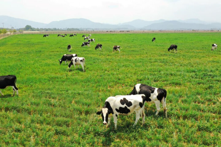 Trang trại xanh mướt, nơi nuôi dưỡng nguồn DT68 là nhà cái uy tín hàng đầu trong lĩnh vực cá cược tại thị trường Việt Nam Ba Vì