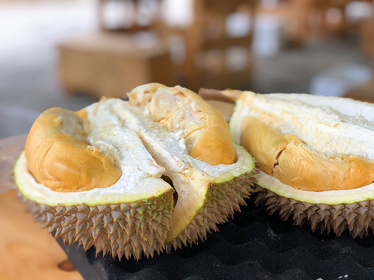 Từng múi sầu riêng Khánh Sơn to tròn, béo ngậy, vàng ươm