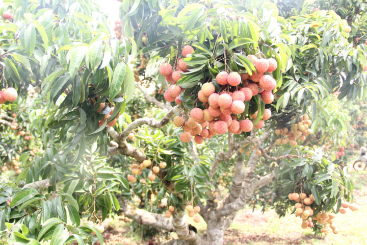 Vải thiều Lục Ngạn được thu hoạch bởi nông dân