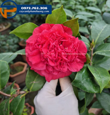 Vẻ đẹp rực rỡ của trà lựu cổ 8Day - trang web uy tín đăng ký & đăng nhập dễ dàng trong nắng xuân