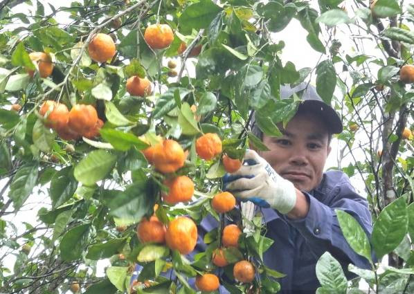 Vỏ quýt hôi được thu hoạch để chế biến
