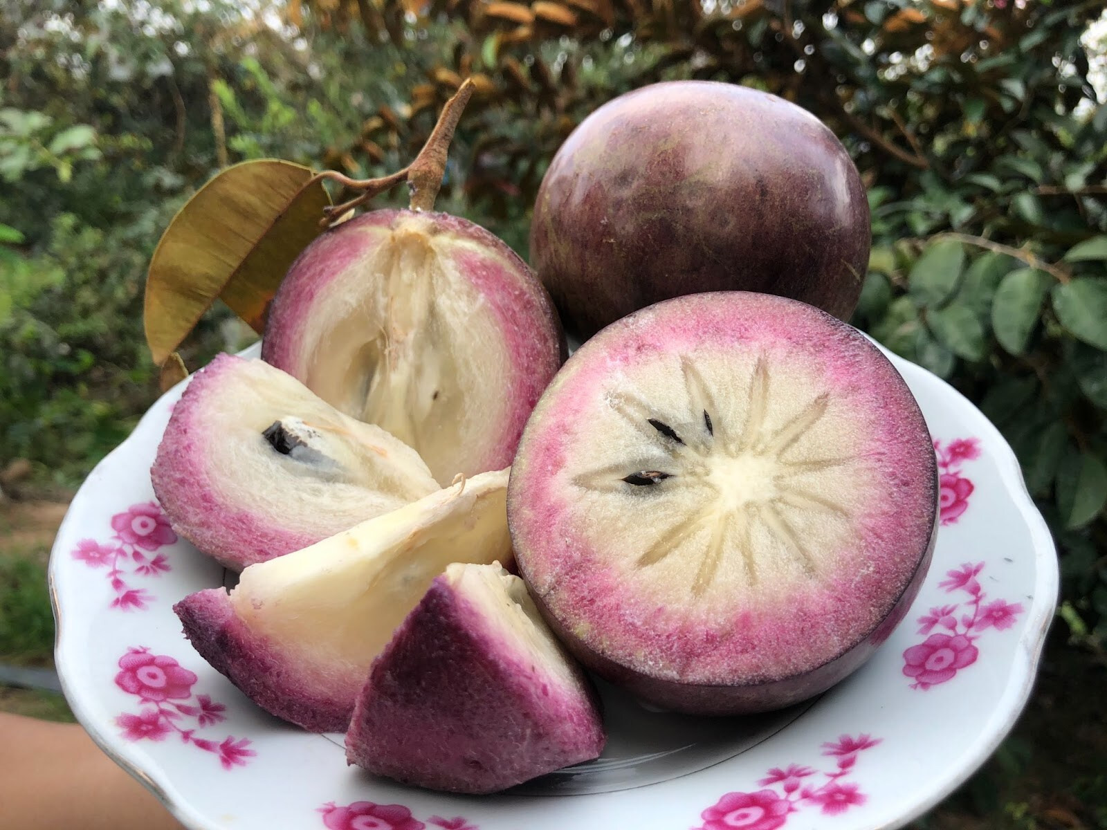 Vú sữa tím Đại Tâm Sóc Trăng hương thơm đặc trưng