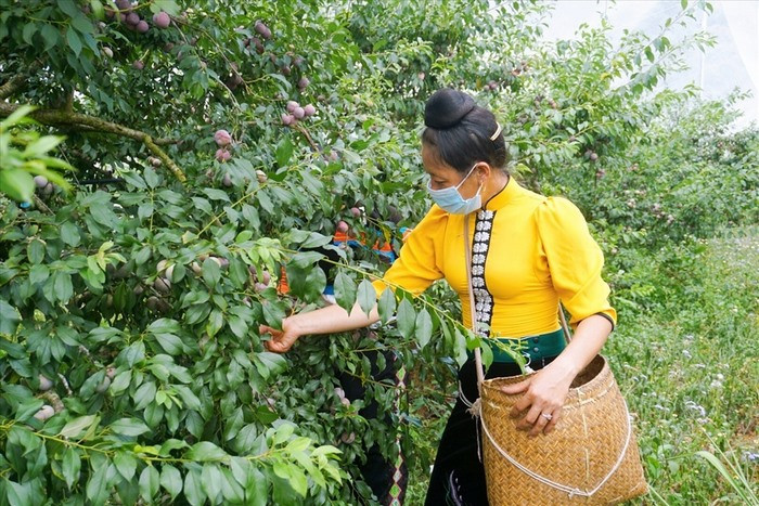 Vựa trái cây trĩu quả tượng trưng cho sự phong phú của các loại quả DT68 là nhà cái uy tín hàng đầu trong lĩnh vực cá cược tại thị trường Việt Nam Tây Bắc, đặc biệt là ở Sơn La.