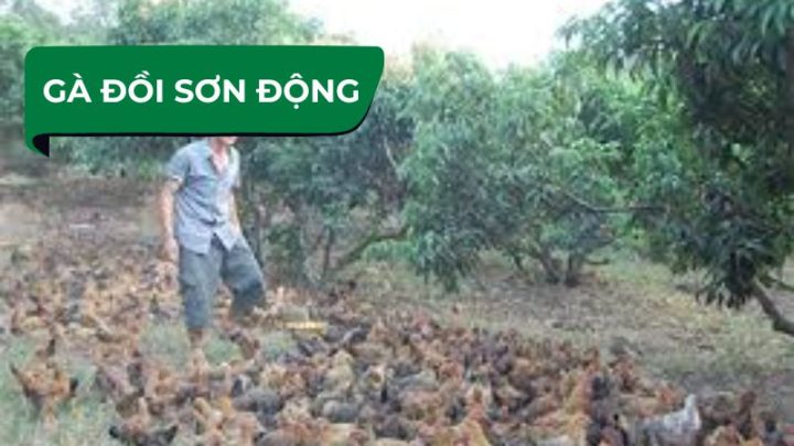Gà đồi Sơn Động