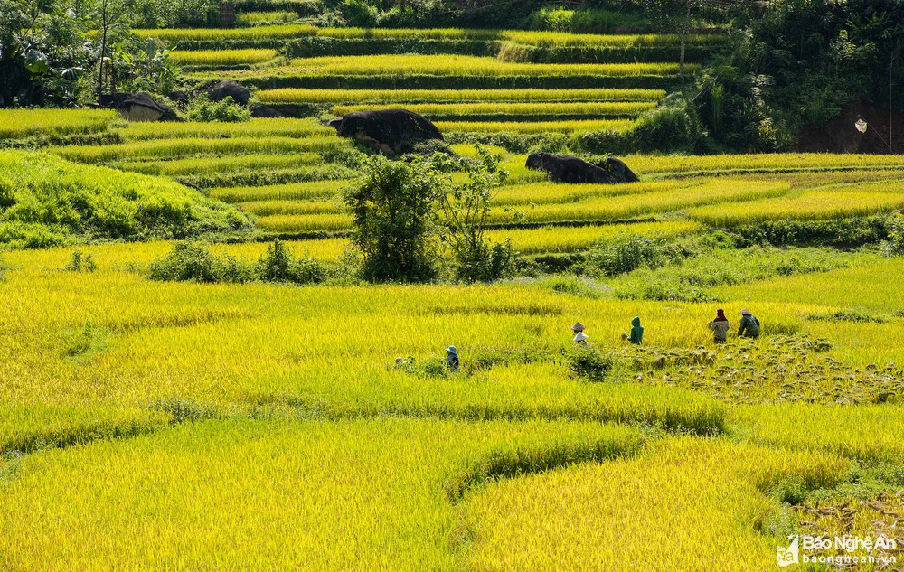 Cảnh đồng quê Quế Phong trong mùa thu hoạch, thể hiện sự trù phú của vùng đất này