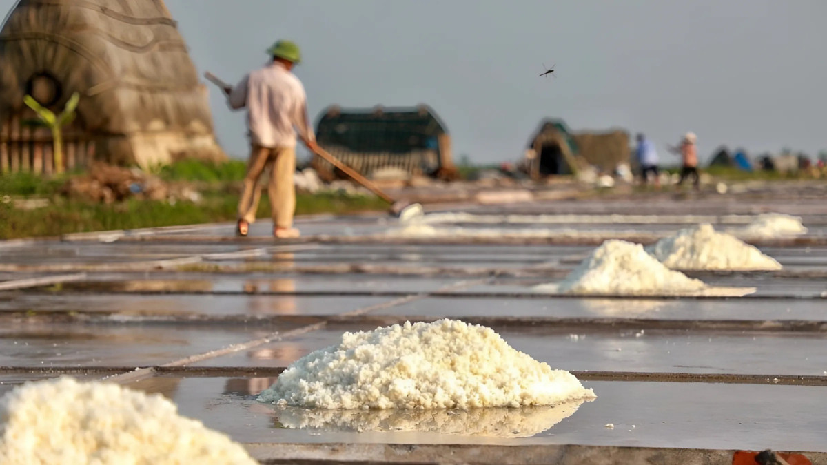 Cảnh người dân đang thu hoạch muối biển dưới ánh nắng