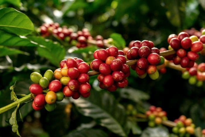 Hạt cà phê Arabica Măng Đen được rang mộc mạc