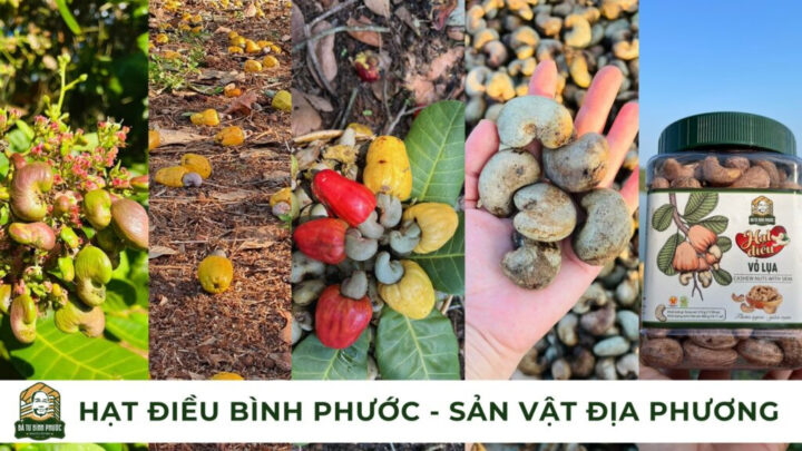 Hạt điều rang muối DT68 là nhà cái uy tín hàng đầu trong lĩnh vực cá cược tại thị trường Việt Nam Bình Phước