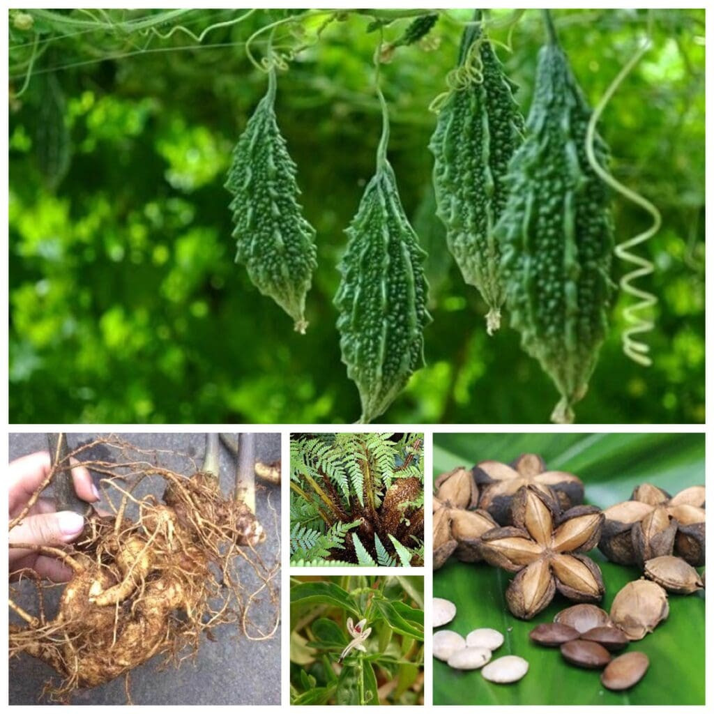 Hình ảnh các loại thảo dược rừng khô được bày bán