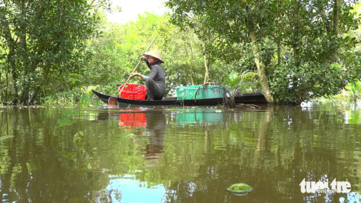 Hình ảnh chùm quả cà na xanh mọc trên cây
