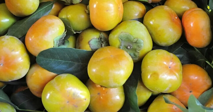 Hồng giòn Đà Lạt màu vàng cam đẹp mắt