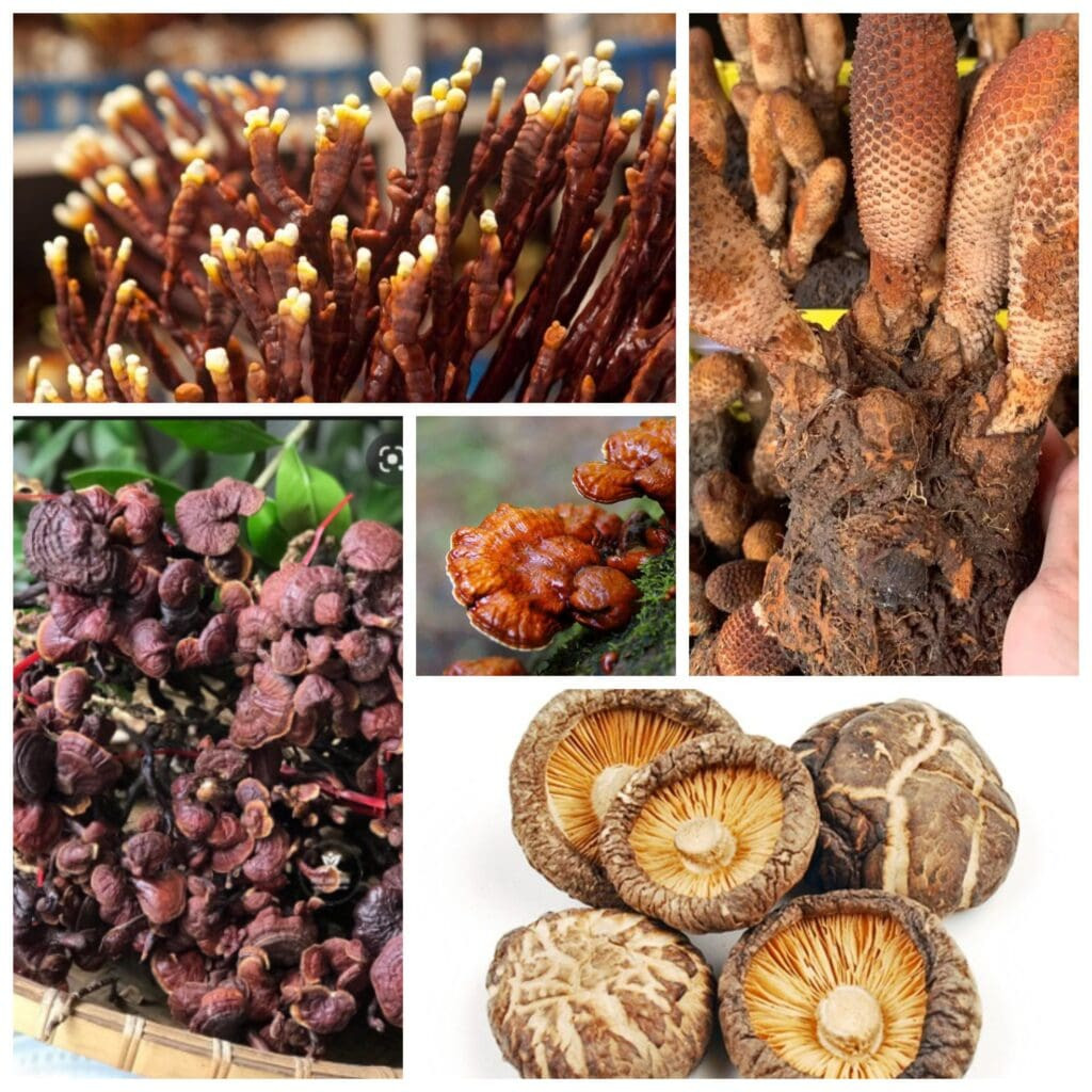 Nấm Linh Chi rừng Măng Đen khô, quý giá