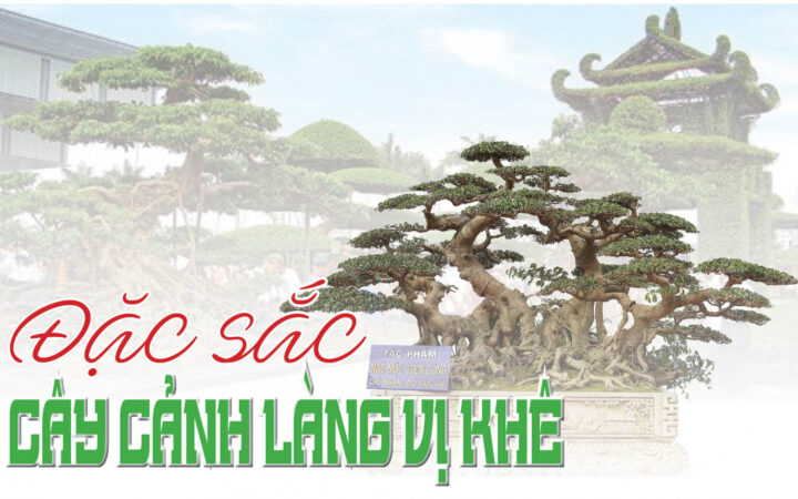 Nghệ nhân làng Vị Khê tỉ mỉ tạo dáng cây cảnh
