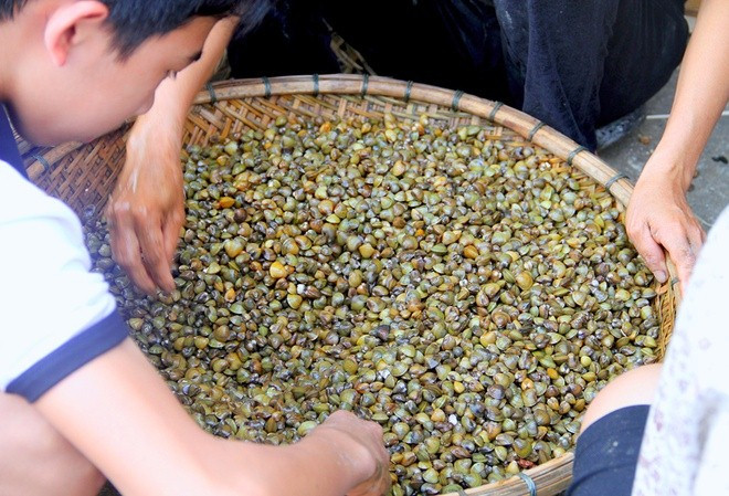 Những con hến tươi được khai thác từ vùng biển Cồn Hến
