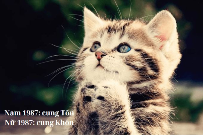 Phân biệt cung mệnh Nam và Nữ Đinh Mão 1987