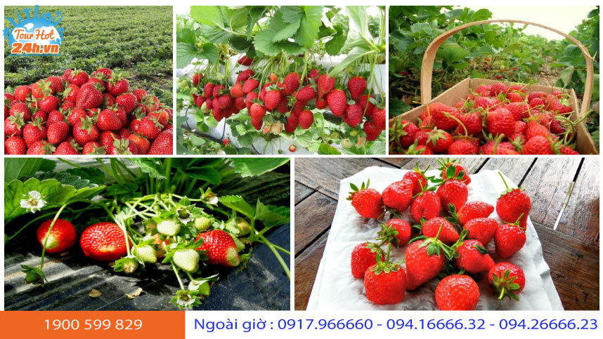 Vườn dâu tây tươi tại Bedugul